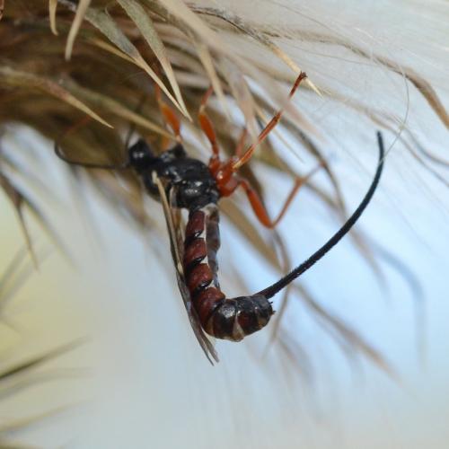 Exeristes ruficollis